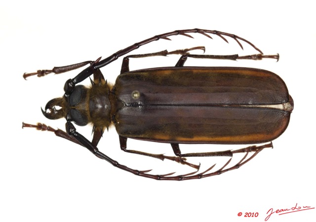 027 Coleoptere 44c (FD) Cerambycidae Tithoes sp 10E5K2IMG_64252wtmk.jpg