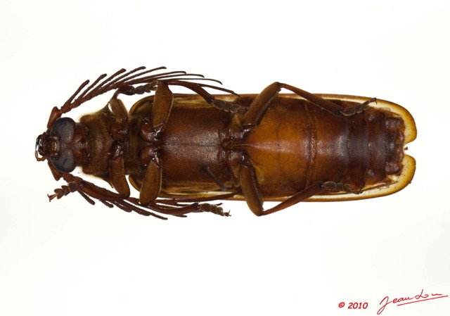 032 Coleoptere 45b (FV) Cerambycidae Neoclosterus lujae m 10E5K2IMG_64260wtmk.jpg