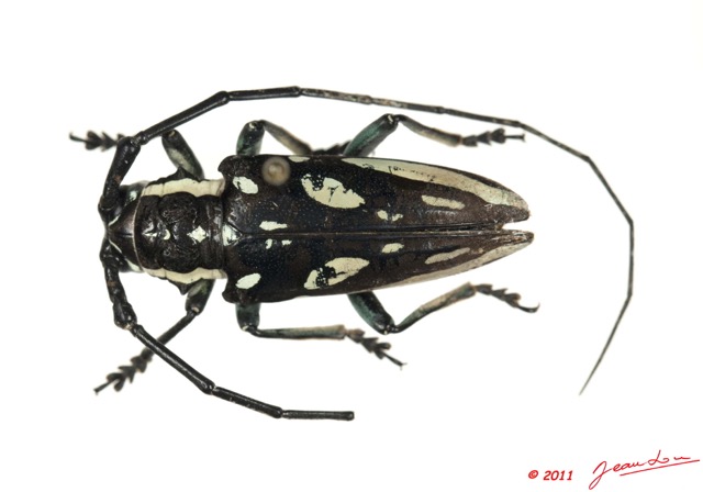 033 Coleoptere 46c (FD) Cerambycidae 11E5K2IMG_66265wtmk.jpg