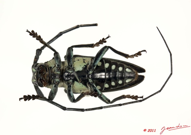 034 Coleoptere 46c (FV) Cerambycidae 11E5K2IMG_66266wtmk.jpg