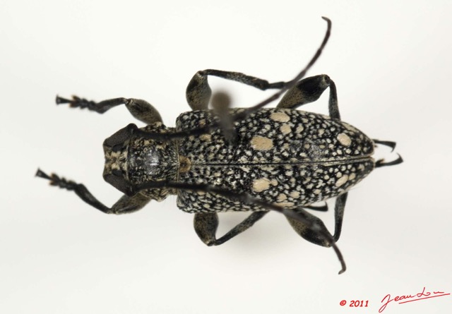 035 Coleoptere 48d (FD) Cerambycidae 11E5K2IMG_68546wtmk.jpg