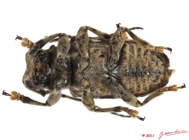 038 Coleoptere 50d (FV) Cerambycidae 11E5K2IMG_68569wtmk.jpg