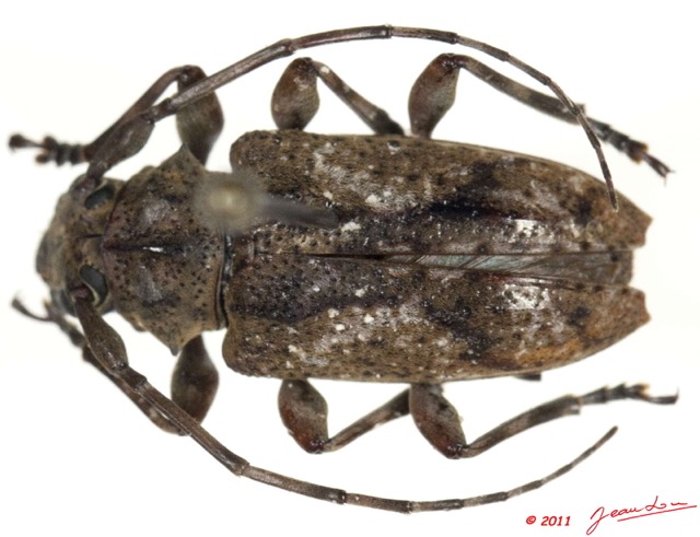 039 Coleoptere 51a (FD) Cerambycidae 11E5K2IMG_68571wtmk.jpg