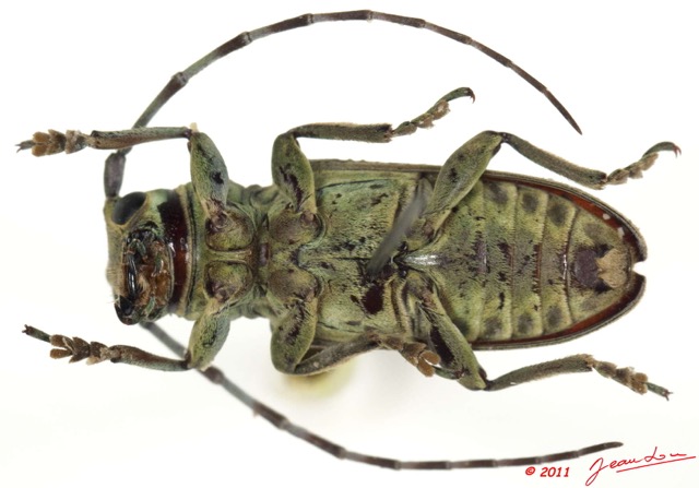 042 Coleoptere 51b (FV) Cerambycidae 11E5K2IMG_68575wtmk.jpg