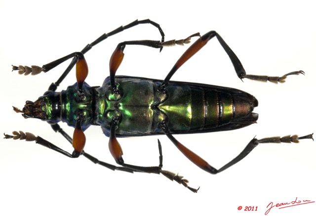 044 Coleoptere 54b (FV) Cerambycidae 11E5K2IMG_68638wtmk.jpg