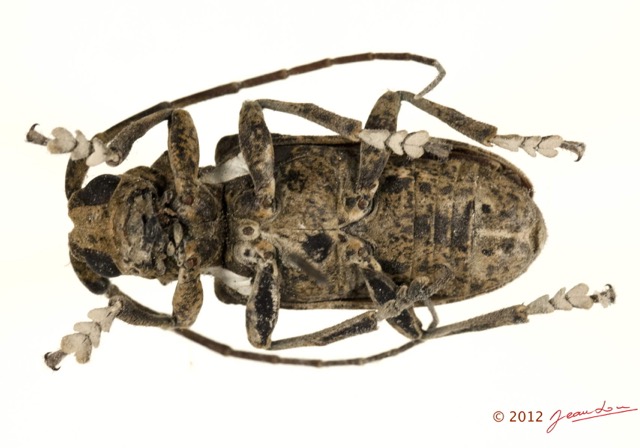 046 Coleoptere 57d (FV) Cerambycidae 12E5K2IMG_73842wtmk.jpg