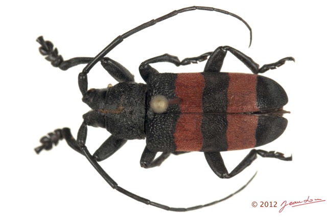 047 Coleoptere 59b (FD) Cerambycidae Ceroplesis sp 12E5K2IMG_76682wtmk.jpg