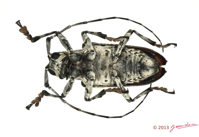 052 Coleoptere 62a (FV) Cerambycidae 13E5K3IMG_91491 PCawtmk.jpg