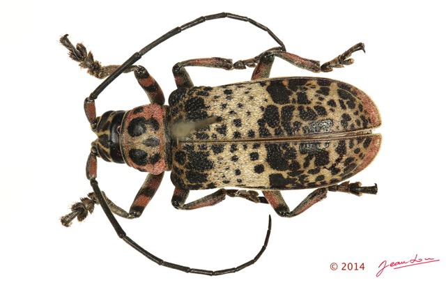 053 Coleoptere 63b (FD) Cerambycidae 14E5K3IMG_97009 PdCawtmk.jpg