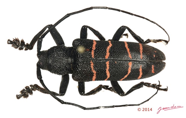 055 Coleoptere 63c (FD) Cerambycidae 14E5K3IMG_97051 PdCawtmk.jpg