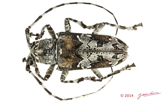 057 Coleoptere 63d (FD) Cerambycidae 14E5K3IMG_970100 PdCawtmk.jpg