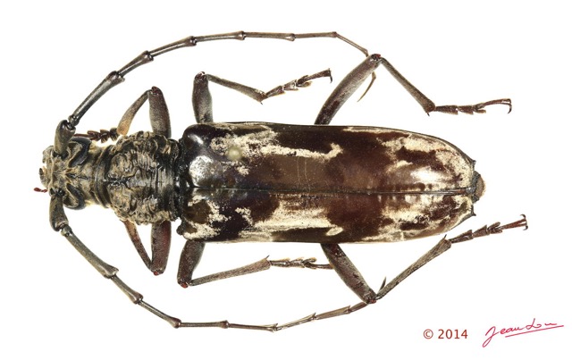 059 Coleoptere 64a (FD) Cerambycidae 14E5K3IMG_970174 PdCawtmk.jpg