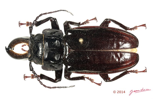 061 Coleoptere 64b (FD) Cerambycidae Mallodon downesi 14E5K3IMG_970234 PdCawtmk.jpg