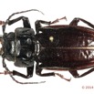 061 Coleoptere 64b (FD) Cerambycidae Mallodon downesi 14E5K3IMG_970234 PdCawtmk.jpg