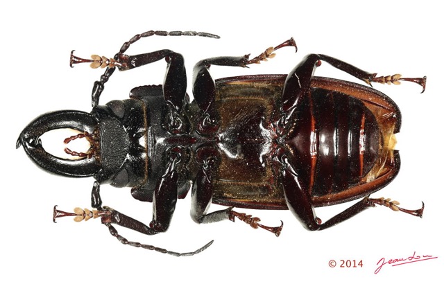 062 Coleoptere 64b (FV) Cerambycidae Mallodon downesi 14E5K3IMG_970252 PdCawtmk.jpg