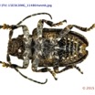 064 Coleoptere 64d (FV) Cerambycidae 15E5K3IMG_114864wtmk.jpg