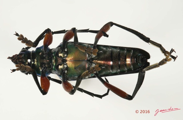 066 Coleoptera 67a (FV) Cerambycidae 16E5K3IMG_118928PdCawtmk.jpg