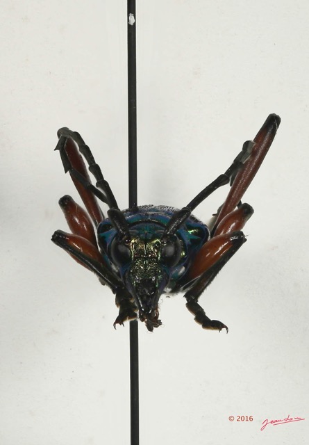 067 Coleoptera 67b Face Cerambycidae 16E5K3IMG_118980PdCawtmk.jpg