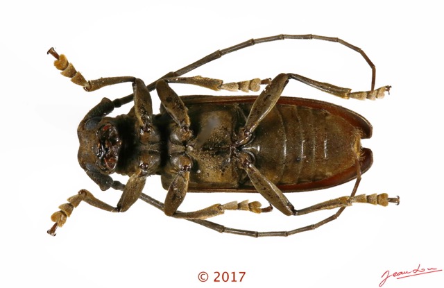 082 Coleoptera 69b (FV) Cerambycidae 126108 PdC_DxOwtmk.jpg