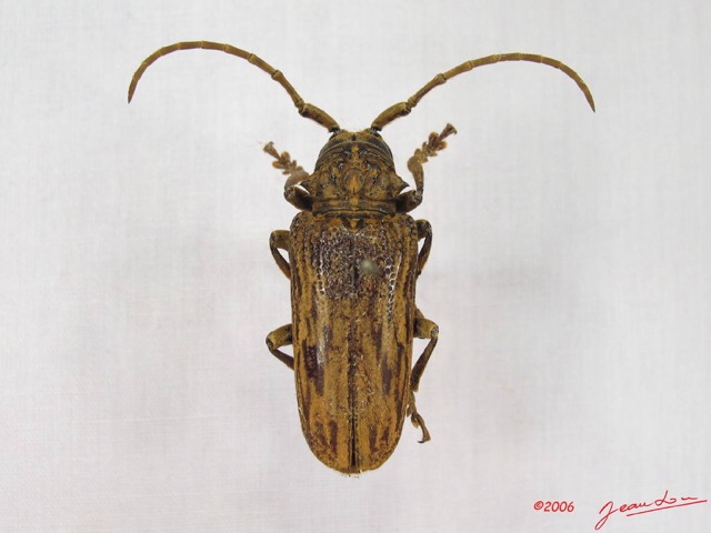 001 Coleoptere (FD) Cerambycidae Lamiinae IMG_3783WTMK.JPG