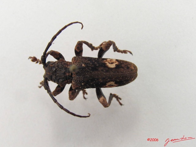 005 Coleoptere (FD) Cerambycidae Lamiinae IMG_5005WTMK.JPG