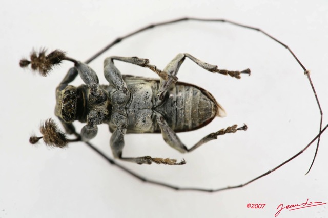 010 Coleoptere (FV) Cerambycidae Lamiinae Lasiopesus variegatus m IMG_5027WTMK.JPG