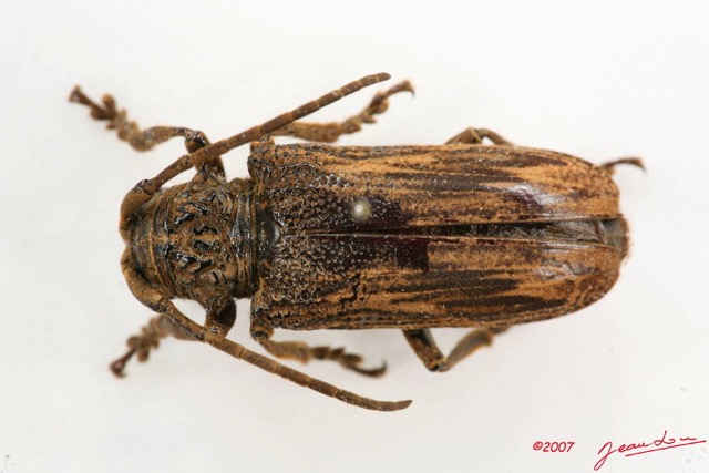 013 Coleoptere (FD) Cerambycidae Lamiinae 7IMG_6479WTMK.JPG