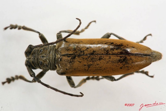 015 Coleoptere (FD) Cerambycidae Lamiinae 7IMG_6513WTMK.JPG