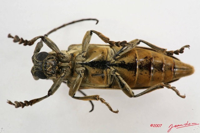 016 Coleoptere (FV) Cerambycidae Lamiinae 7IMG_6514WTMK.JPG