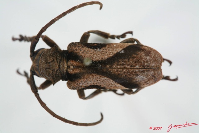 017 Coleoptere (FD) Cerambycidae Lamiinae Homelix lituratus 7EIMG_1014WTMK.JPG