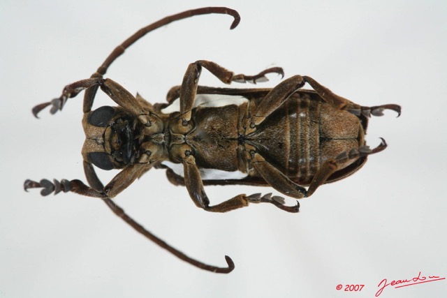 018 Coleoptere (FV) Cerambycidae Lamiinae Homelix lituratus 7EIMG_1016WTMK.JPG