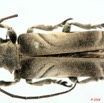 019 Coleoptere (FD) Cerambycidae Lamiinae 8EIMG_26107WTMK.jpg