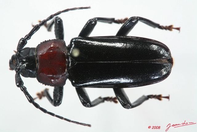 001 Coleoptere (FD) Cerambycidae Prioninae Eudianodes congolensis m 8EIMG_4067WTMK.JPG