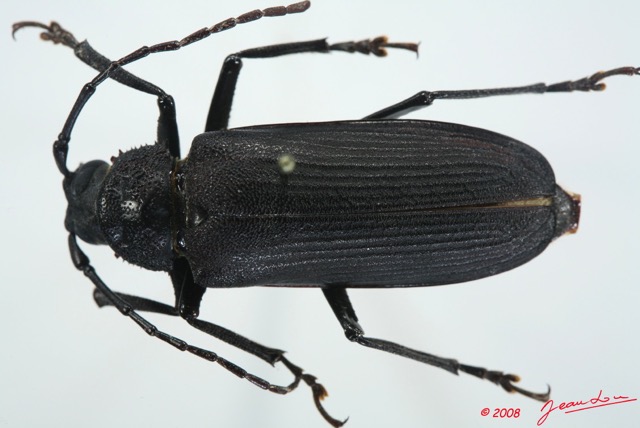 003 Coleoptere (FD) Cerambycidae Prioninae Typoma quedenfeldti f 8EIMG_26157WTMK.jpg