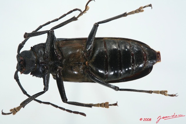 004 Coleoptere (FV) Cerambycidae Prioninae Typoma quedenfeldti f 8EIMG_26163WTMK.jpg