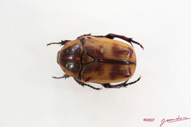 001 Coleoptere (FD) Cetoniinae Pachnoda leopoldiana 7IMG_6433WTMK.JPG