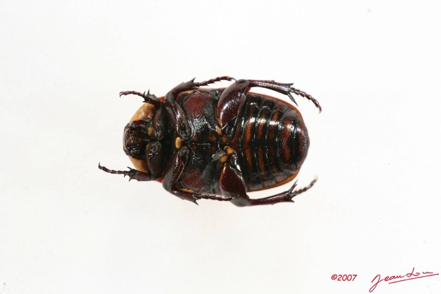 002 Coleopteres (FV) Cetoniinae Pachnoda leopoldiana 7IMG_6434WTMK.JPG