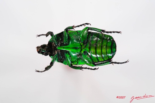 004 Coleoptere (FV) Cetoniinae Cyprolais aurata f 7IMG_7284WTMK.JPG