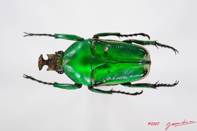 005 Coleoptere (FD) Cetoniinae Cyprolais aurata m 7IMG_7319WTMK.JPG