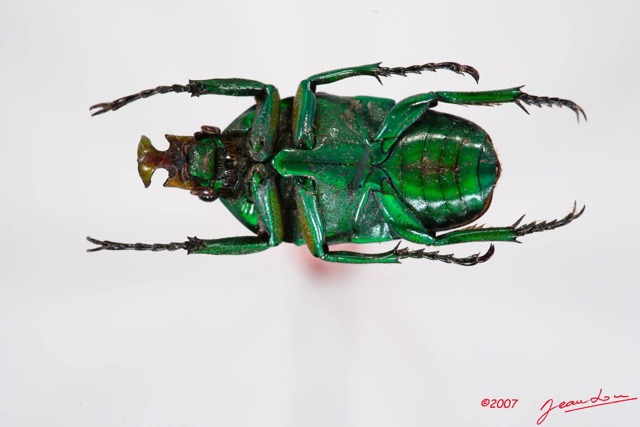 006 Coleoptere (FV) Cetoniinae Cyprolais aurata m 7IMG_7322WTMK.JPG