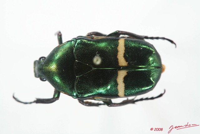 007 Coleoptere (FD) Cetoniinae Plaesiorrhinella watkinsiana 8EIMG_4036WTMK.JPG