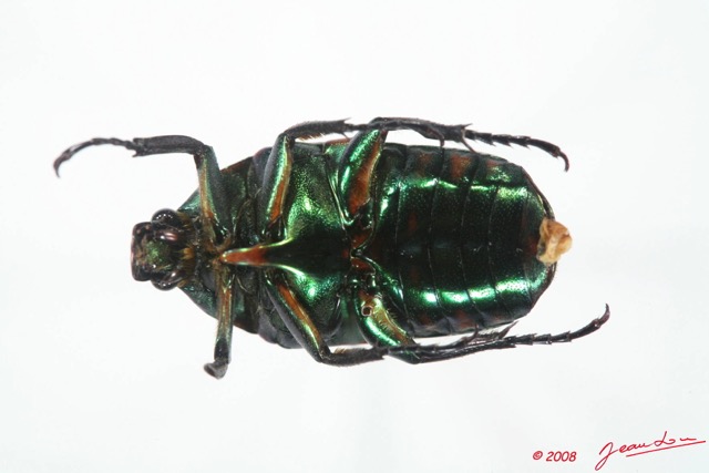 008 Coleoptere (FV) Cetoniinae Plaesiorrhinella watkinsiana 8EIMG_4039WTMK.JPG