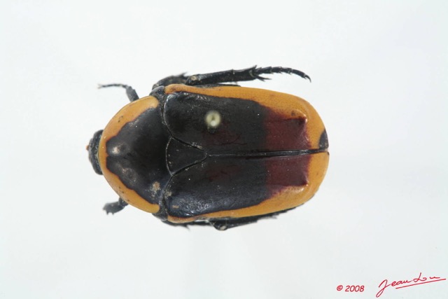 009 Coleoptere (FD) Cetoniinae Pachnoda sp 8EIMG_15659WTMK.JPG