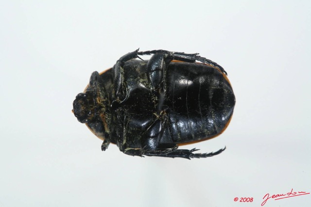 010 Coleoptere (FV) Cetoniinae Pachnoda sp 8EIMG_15667WTMK.JPG