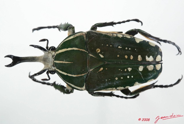 011 Coleoptere (FD) Cetoniinae Chelorrhina polyphemus m 8EIMG_20767WTMK.JPG