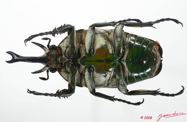 012 Coleoptere (FV) Cetoniinae Chelorrhina polyphemus m 8EIMG_20774WTMK.JPG