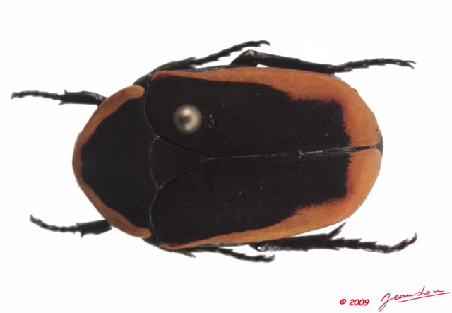 013 Coleoptere (FD) Cetoniinae Pachnoda sp 9E50IMG_31472wtmk.jpg