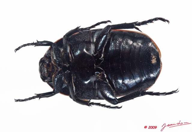 014 Coleoptere (FV) Cetoniinae Pachnoda sp 9E50IMG_31473wtmk.jpg