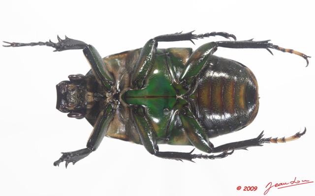 016 Coleoptere 34a (FV) Cetoniinae Megalorhina harrisi f 9E5K2IMG_54306wtmk.jpg