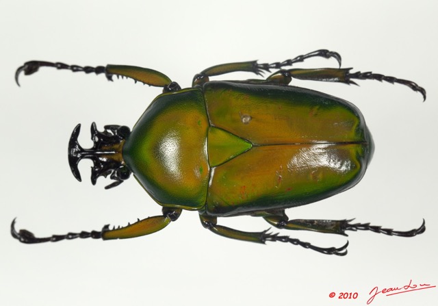017 Coleoptere 36a (FD) Cetoniinae Dicronorhina micans m 10E5K2IMG_58012wtmk.jpg